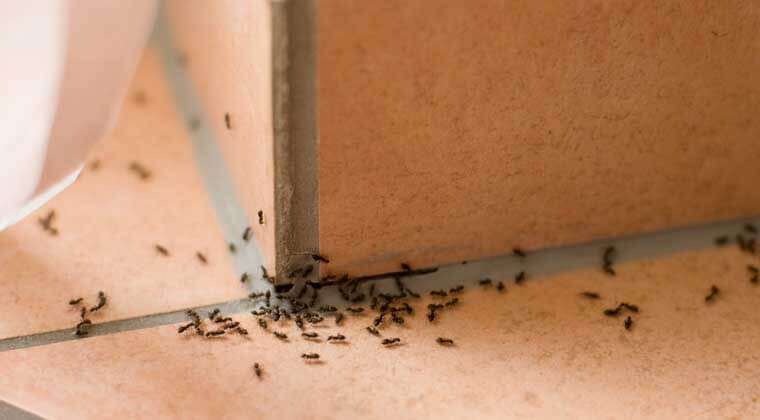 Karıncalardan Nasıl Kurtulunur