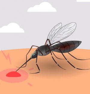 sivrisinek nasıl bulunur