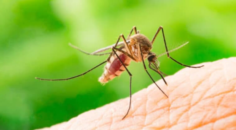 sivrisinek nasıl kovulur